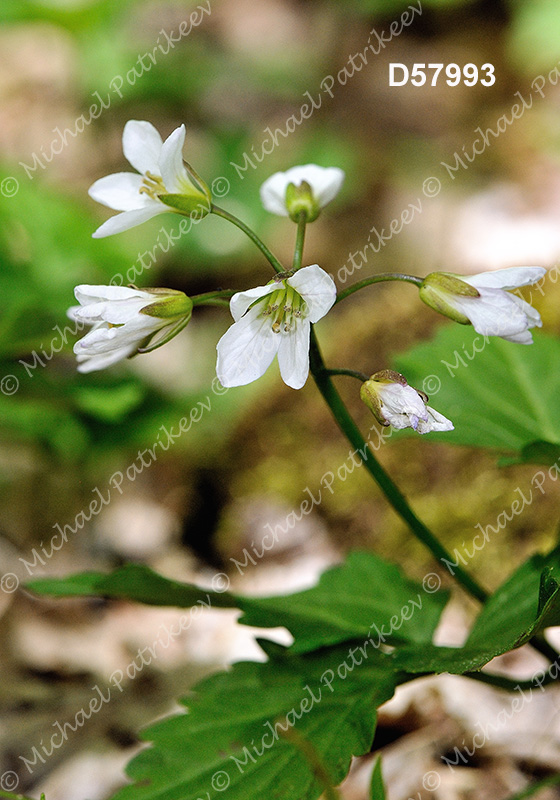 Twoleaf Toothwort (Cardamine diphylla)